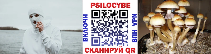 Галлюциногенные грибы Psilocybine cubensis  как найти закладки  Нестеровская 